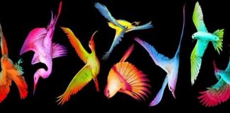 Bomontiadada Kolombiya Festivali