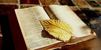 Edebiyata Destek Var